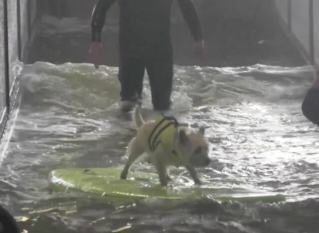 FLINK: Denne hunden har lært seg å surfe, og imponerer med sine kunster i flere filmer. FLINK: Denne hunden har lært seg å surfe, og imponerer med sine kunster i flere filmer.